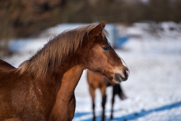 Beautiful horses in winter.