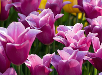 Obraz na płótnie Canvas flowers bloom tulips field background
