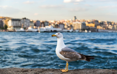 seagull standing on stone Cityscape of Golden horn with ancient street and modern buildings in summer Istanbul is a transcontinental city in Eurasia, straddling the Bosphorus strait