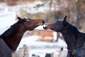 Two lovers horses.