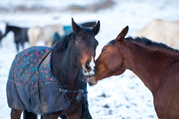 Obraz premium Two lovers horses.
