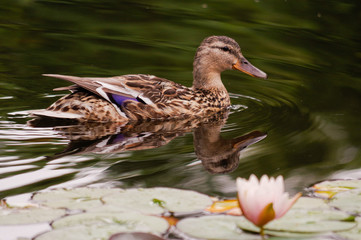 brown duck swim in pond. Still float action. Water with dark shadow and reflection.