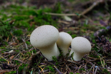 Lycoperdon marginatum mushroom growing in a forest ground. commonly known as the peeling puffball
