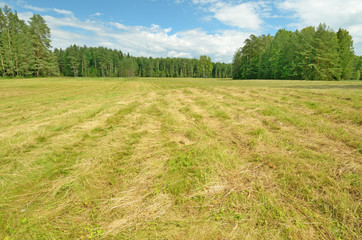 Sunny landscape in the forest.Colorful views of nature with green vegetation.