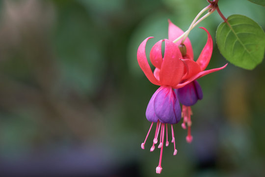 Fuchsia flower (Fuchsia hybrids) in the flower garden. Flowers are planted in cold weather, decorated beautifully decorated home as a flower ornament planted along the fence.