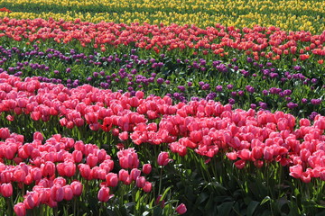 Tulip Fields