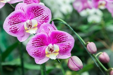 Orchid flower in orchid garden at winter or spring day for postcard beauty and agriculture idea concept design. Phalaenopsis Orchidaceae.