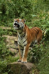 Siberian tiger, Panthera tigris altaica, posing directly in front of the photographer. Dangereous predator in action. Tiger in green taiga habitat. Beautiful wild animal in captivity.