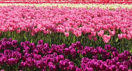 Tulip Fields