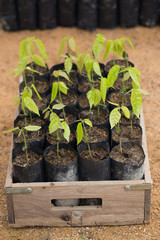 Cocoa tree in seeding bag, In the greenhouse