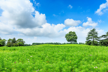green meadow and trees landscape in the nature park,beautiful summer season