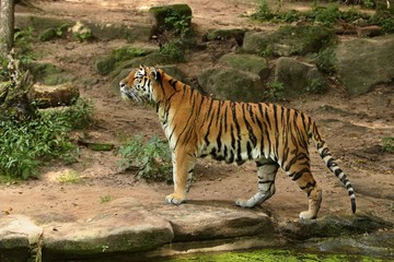 Siberian tiger, Panthera tigris altaica, posing directly in front of the photographer. Dangereous predator in action. Tiger in green taiga habitat. Beautiful wild animal in captivity.