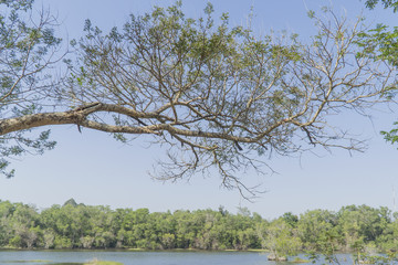 Under the big tree and with branch magnify