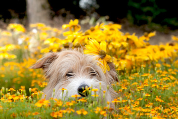 Hund im Blumenfeld