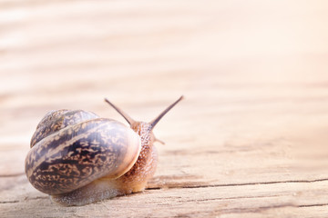 The snail creeps on a wooden table.
