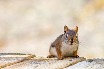 Obraz premium American Red Squirrel (Tamiasciurus hudsonicus) poses on a wood plank deck