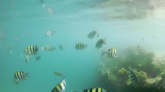 School of sergeant major damselfish (Abudefduf vaigiensis, Pomacentridae) on the beach in red sea, Marsa Alam, Egypt