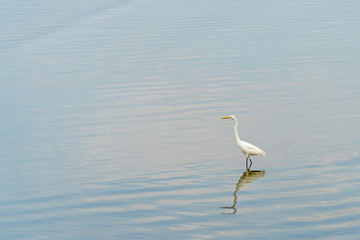 One Egret standing water reflection with water of background