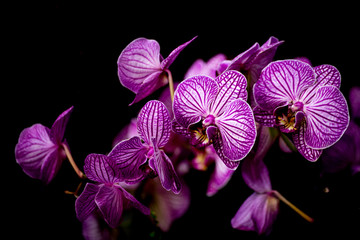 Naklejka na ściany i meble Spray of exotic colorful purple Phalaenopsis orchids against a dark shadowy background