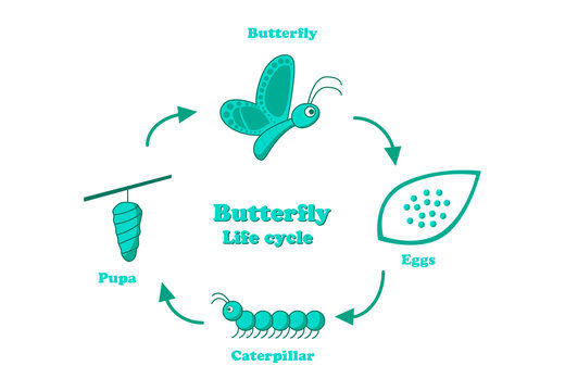 Butterfly Life Cycle In Monochrome Style, Vector