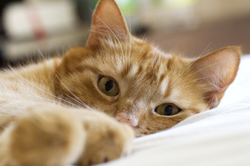 Roter Kater im Bett