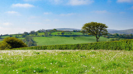 Dartmoor National Park