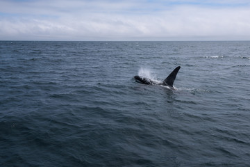 Fototapeta premium A group of Killer Whales swimming in the sea of Okhotsk near the Shiretoko Peninsula, Hokkaido, Japan