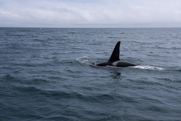 A group of Killer Whales swimming in the sea of Okhotsk near the Shiretoko Peninsula, Hokkaido, Japan