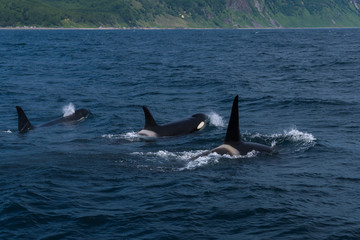 Fototapeta premium A group of Killer Whales swimming in the sea of Okhotsk near the Shiretoko Peninsula, Hokkaido, Japan