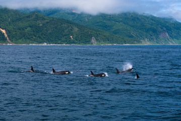 Fototapeta premium A group of Killer Whales swimming in the sea of Okhotsk near the Shiretoko Peninsula, Hokkaido, Japan