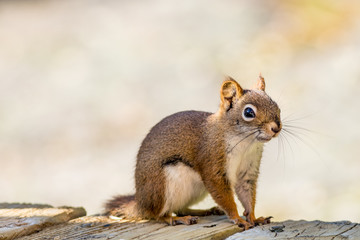 Cute American Red Squirrel (Tamiasciurus hudsonicus) poses on a blank wood deck against a muted palette background