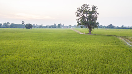 big tree along footpath beside two paddy fields