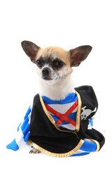 small pirate chihuahua isolated
