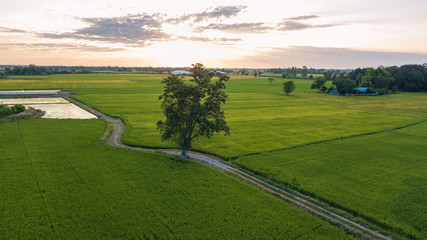 big tree along footpath beside two paddy fields