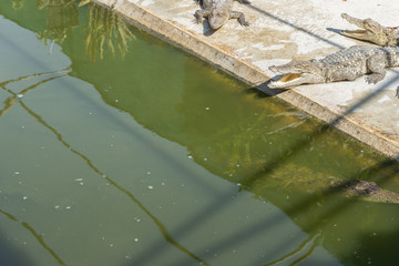 Crocodile lying beside the green pond
