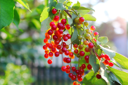 Birdcherry tree with bunch of unripe berries