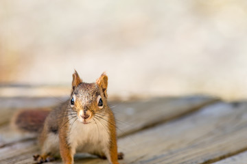 Adorable little American Red Squirrel (Tamiasciurus hudsonicus) poses in front of camera on wooden plank deck
