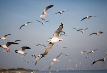 Seagulls migrate to the shore
