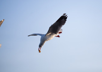 Seagulls migrate to the shore