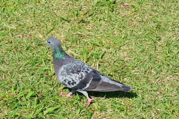 Japanese dove