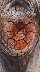 Wood gnarl - 186835198