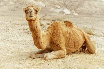 Portrait of brown camel in the summer desert. Safari east wilderlife