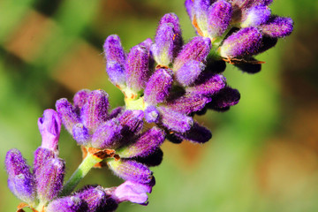 detail of lavender flower