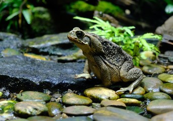 sitting toad