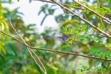 House sparrow perched on a tree branch