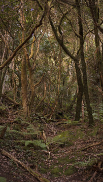 Vertical shot of a forest path in Anaga Mountains, laurel forest natural reserve, Tenerife, Canary Islands, Spain