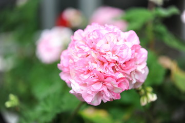 Fototapeta premium 花