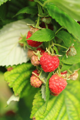 raspberries plant with red fruits