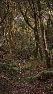Eerie laurel forest, or laurisilva, in the Anaga massif, exceptionally preserved ecosystem, with endemic flora, growing abundantly in the humid and tropical climate of Tenerife, Canary Islands, Spain