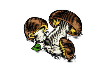 Heap of porcini